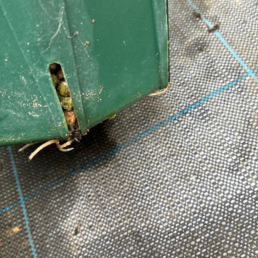 クリスマスローズ　グリーンゴールド　小輪　7寸　親株