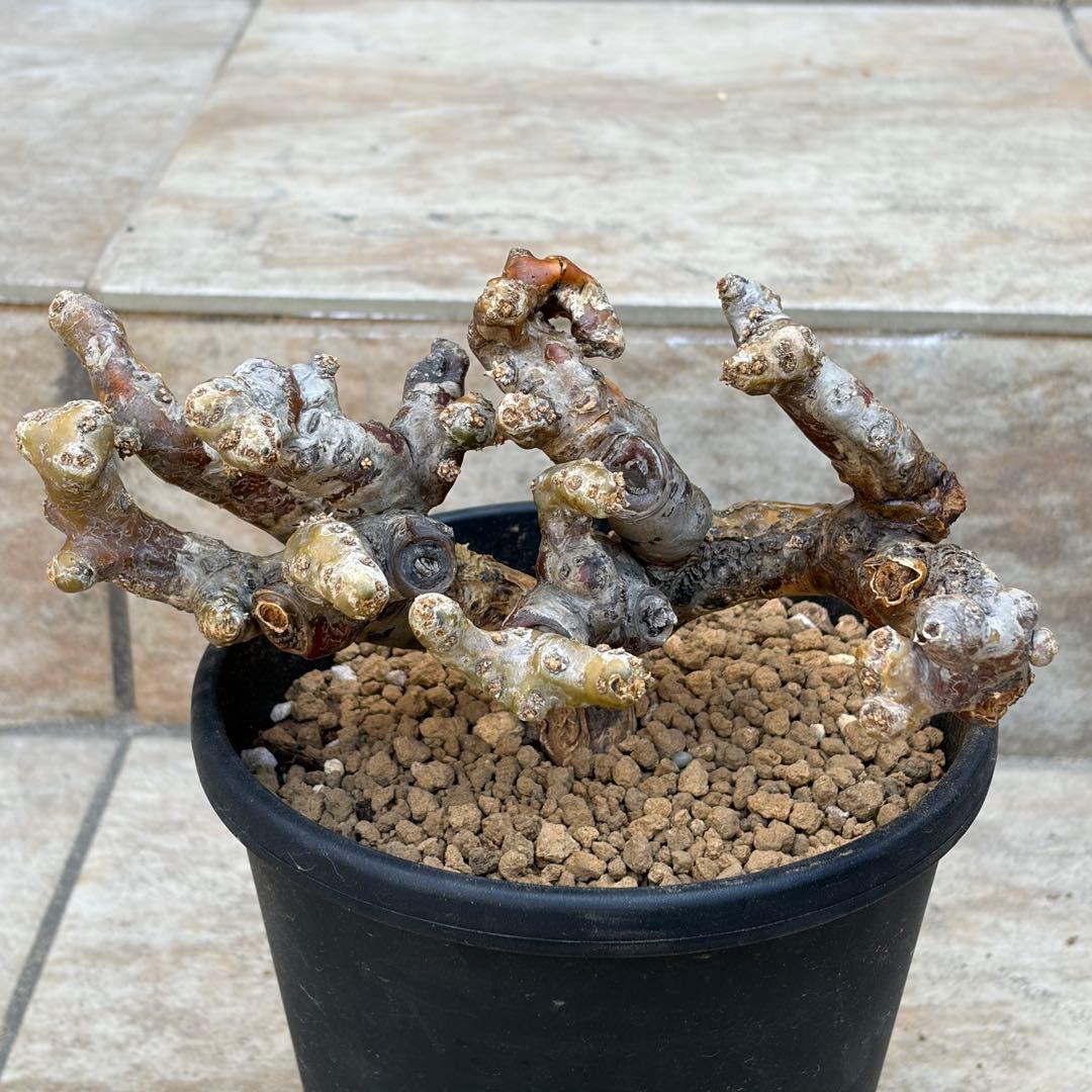 【さく】モンソニア　ムルチフィズム　休眠中　約5号鉢　No.005