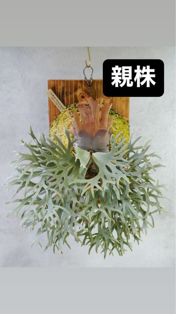 willinckii'Bacteria'spore PUPバクテリアビカクシダ①