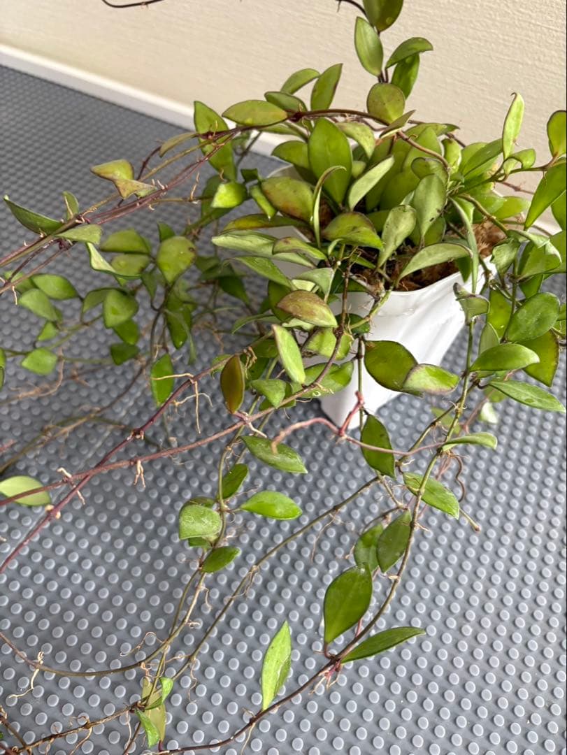 Hoya Noona Pink 専用　2種