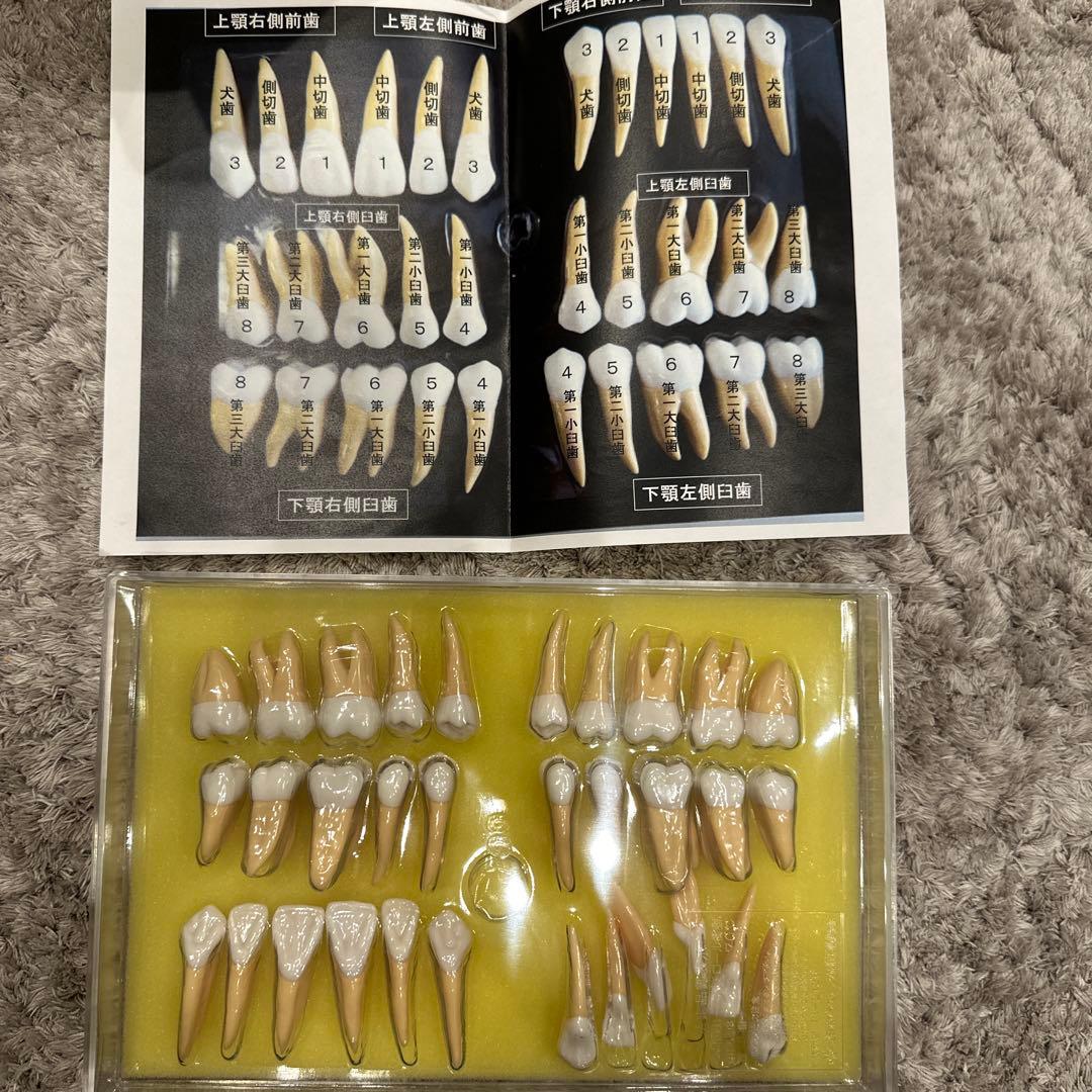 2.5倍大複製根模型歯 [B10-330]