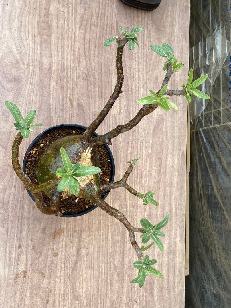 パキポディウム　グラキリス　輸入苗