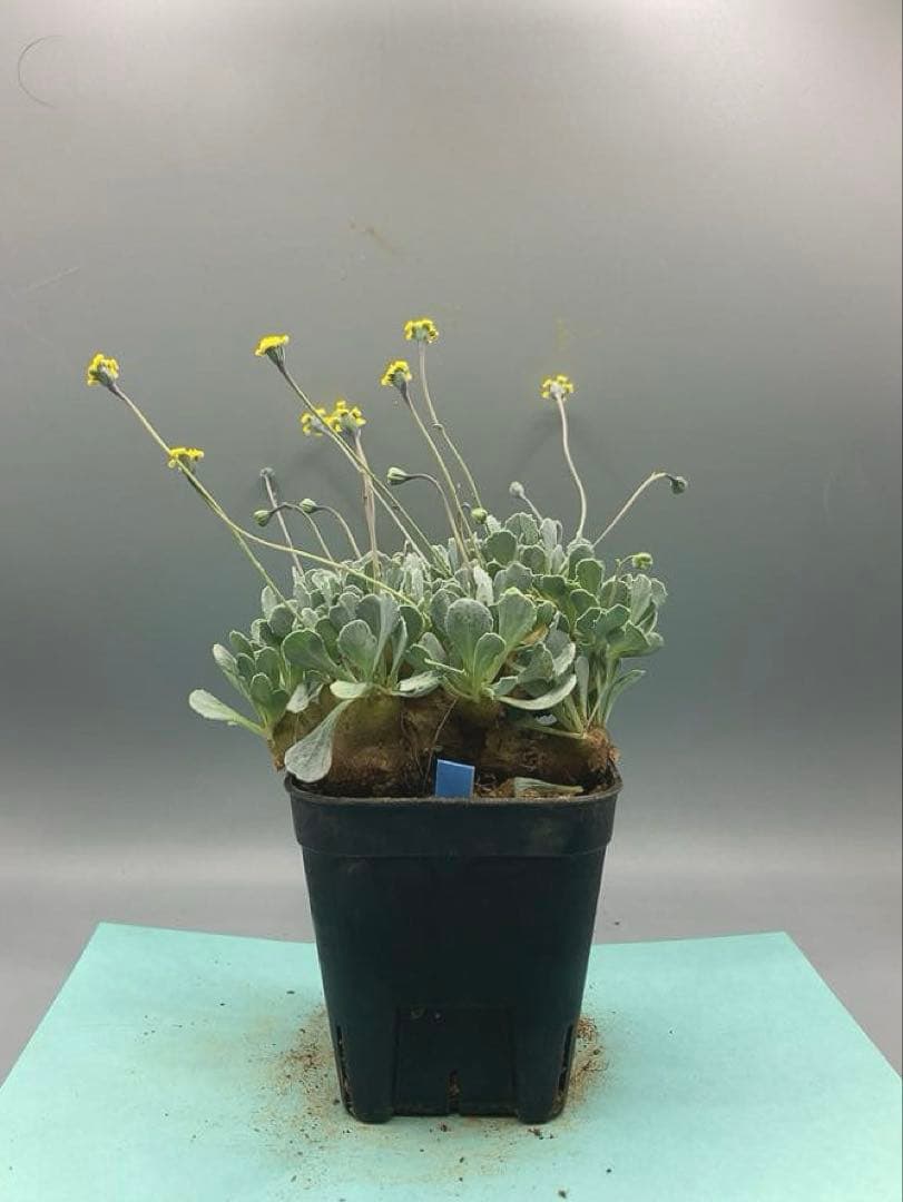 きょう様 リクエスト 2点 まとめ商品