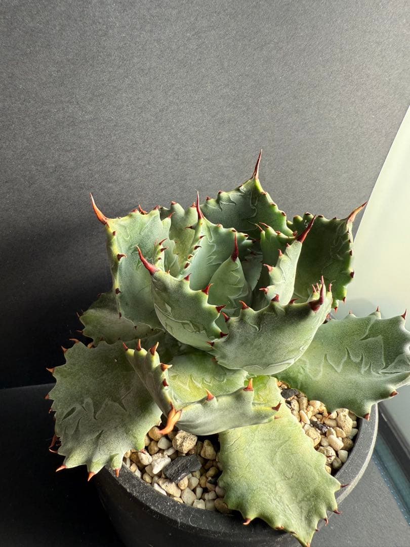 週末限定価格！！アガベ　姫蠍蟹　親株!!イシスメンシス 甲蟹