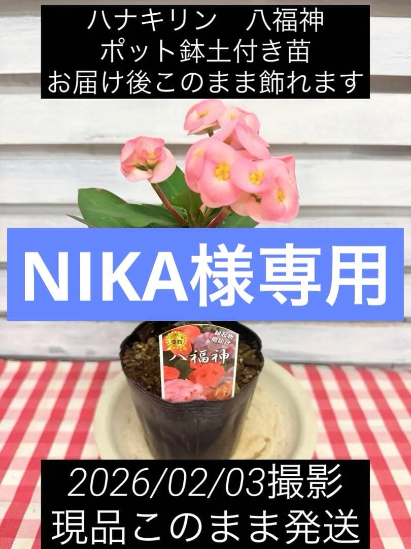 ハナキリン③八福神　６点　ポット鉢土付き苗　お届け後このまま飾れます