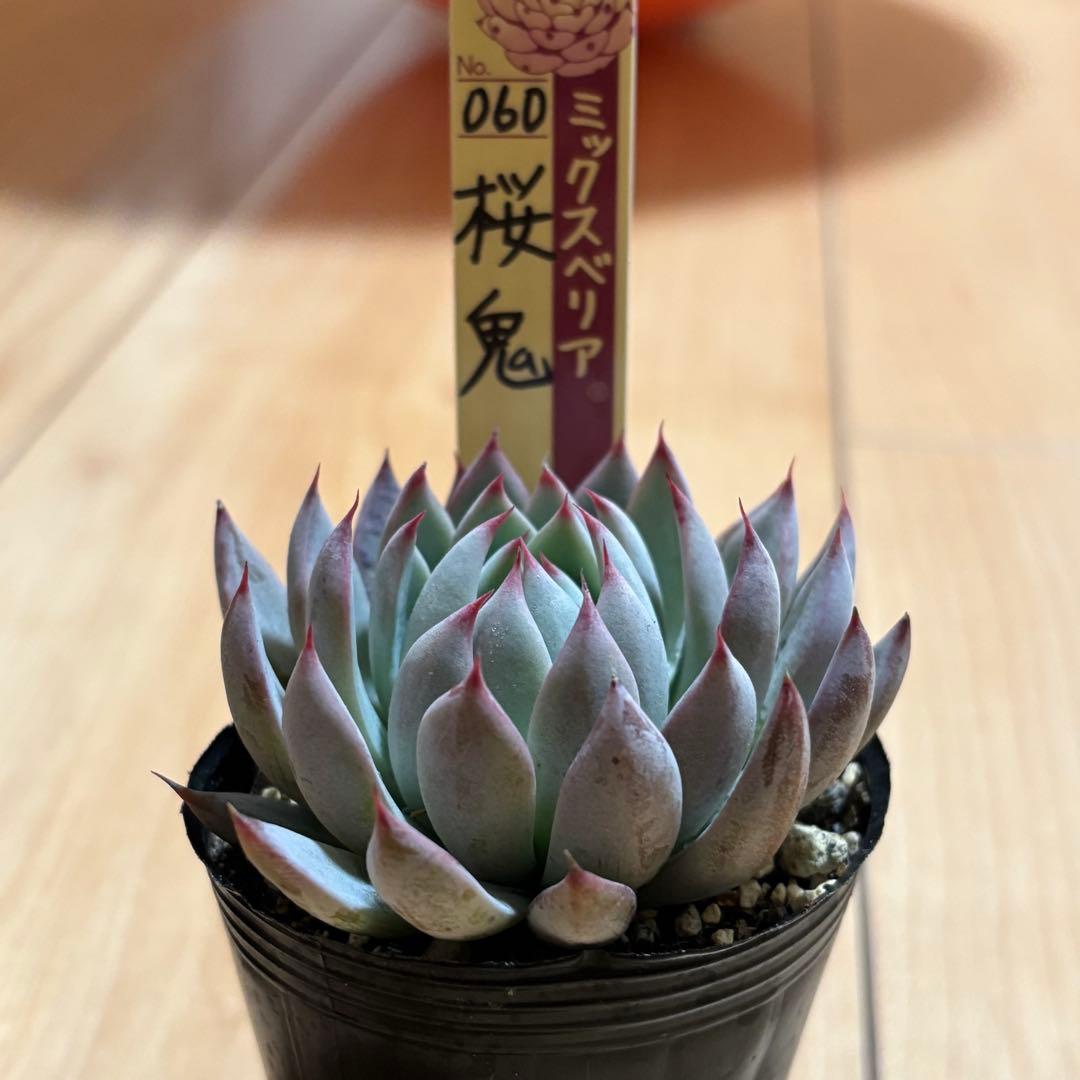 はるち　おらいさん苗 ミックスベリア 青鬼 と桜鬼2セット札付き 多肉植物